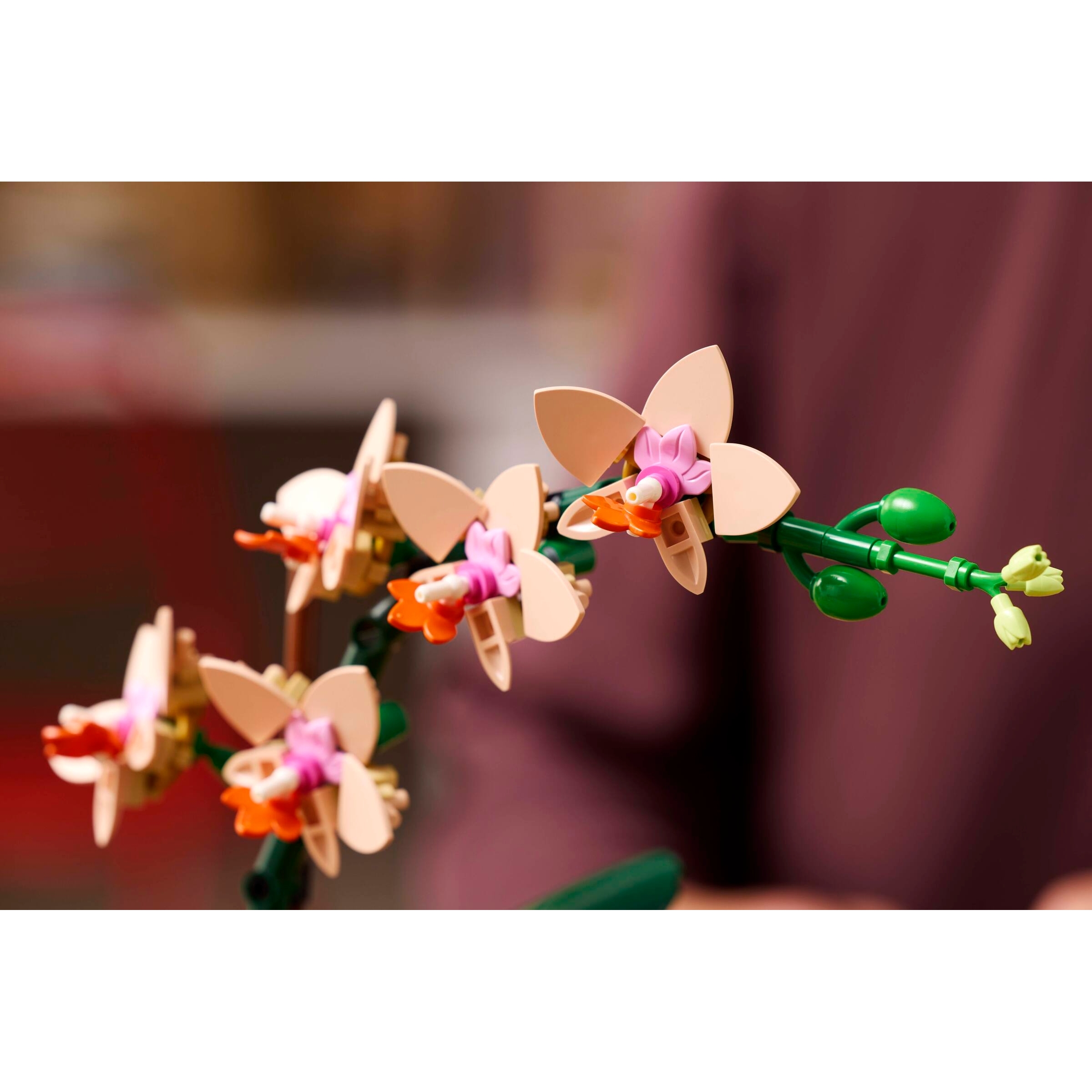 Mini Orchid - Image 8