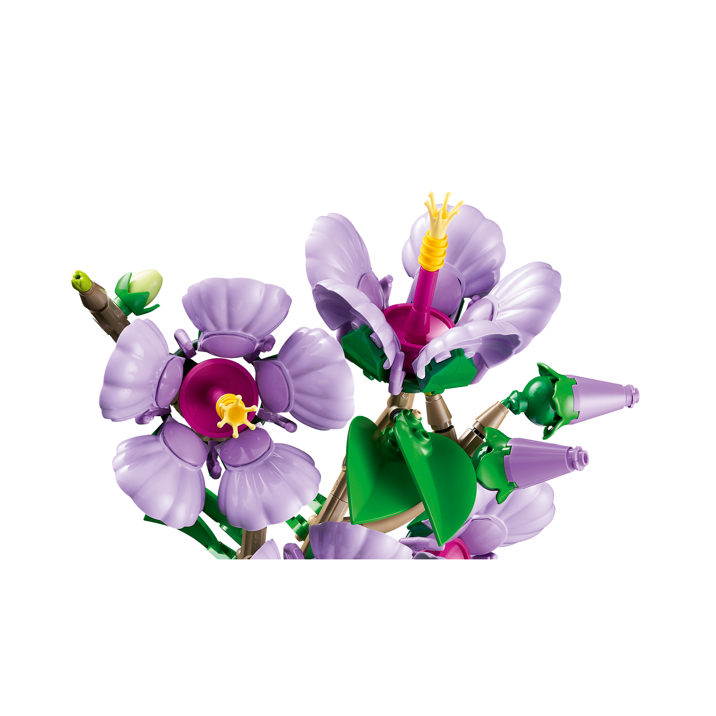 Hibiscus - Image 6