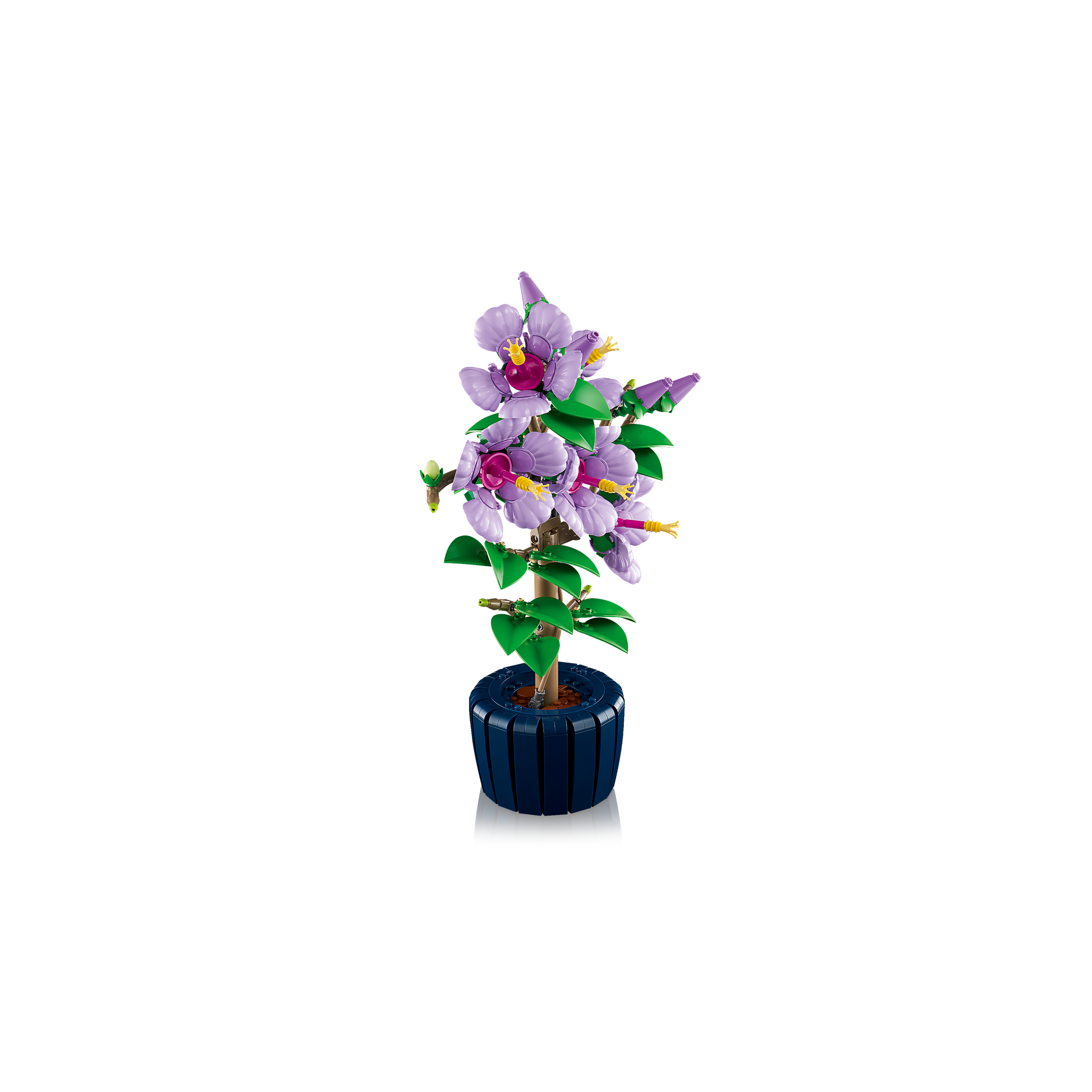 Hibiscus - Image 7