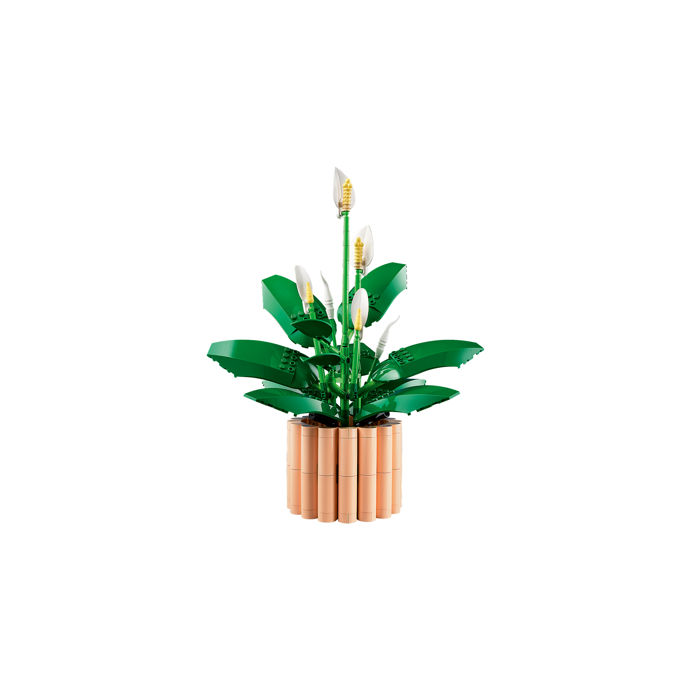 Peace Lily - Image 7