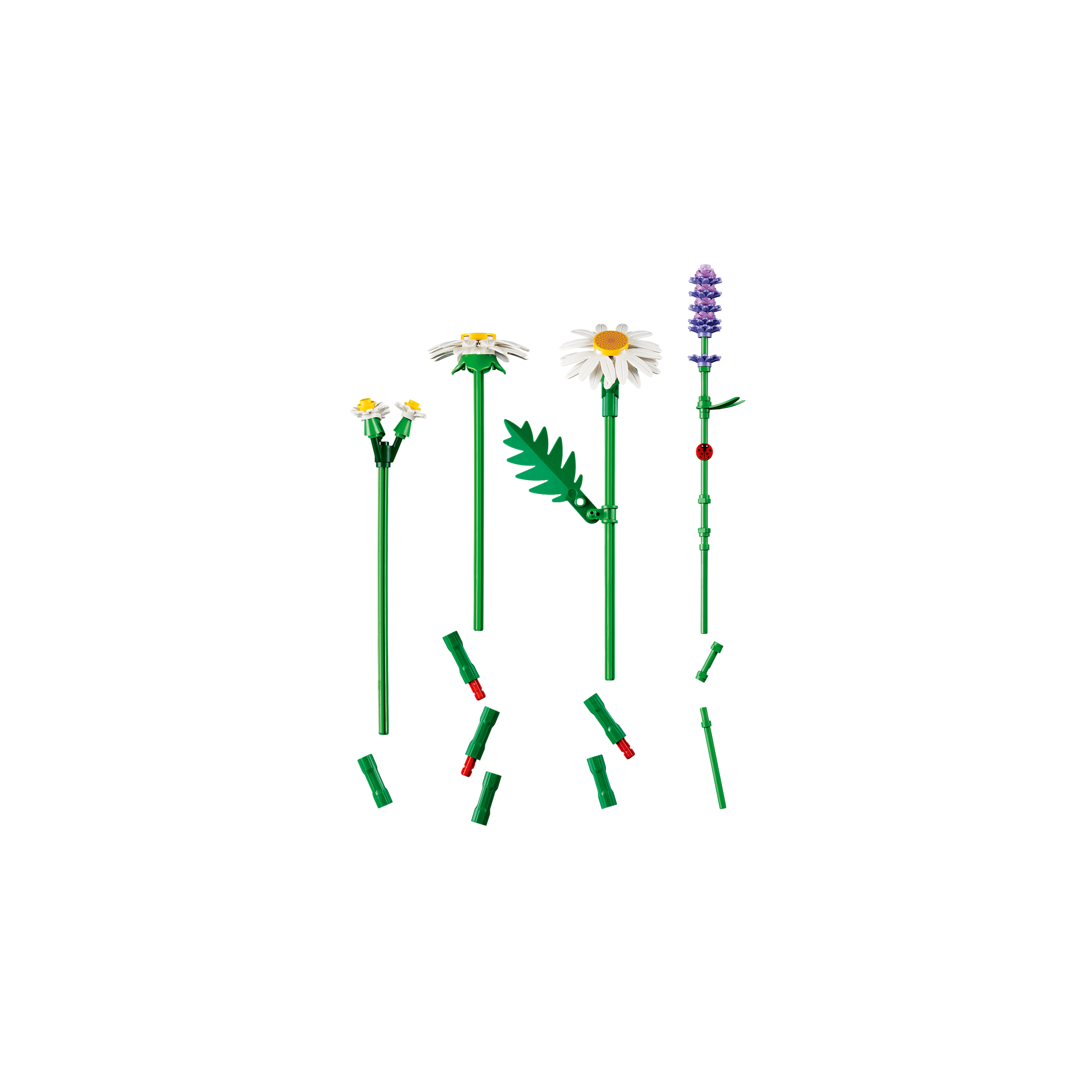 Daisies - Image 7