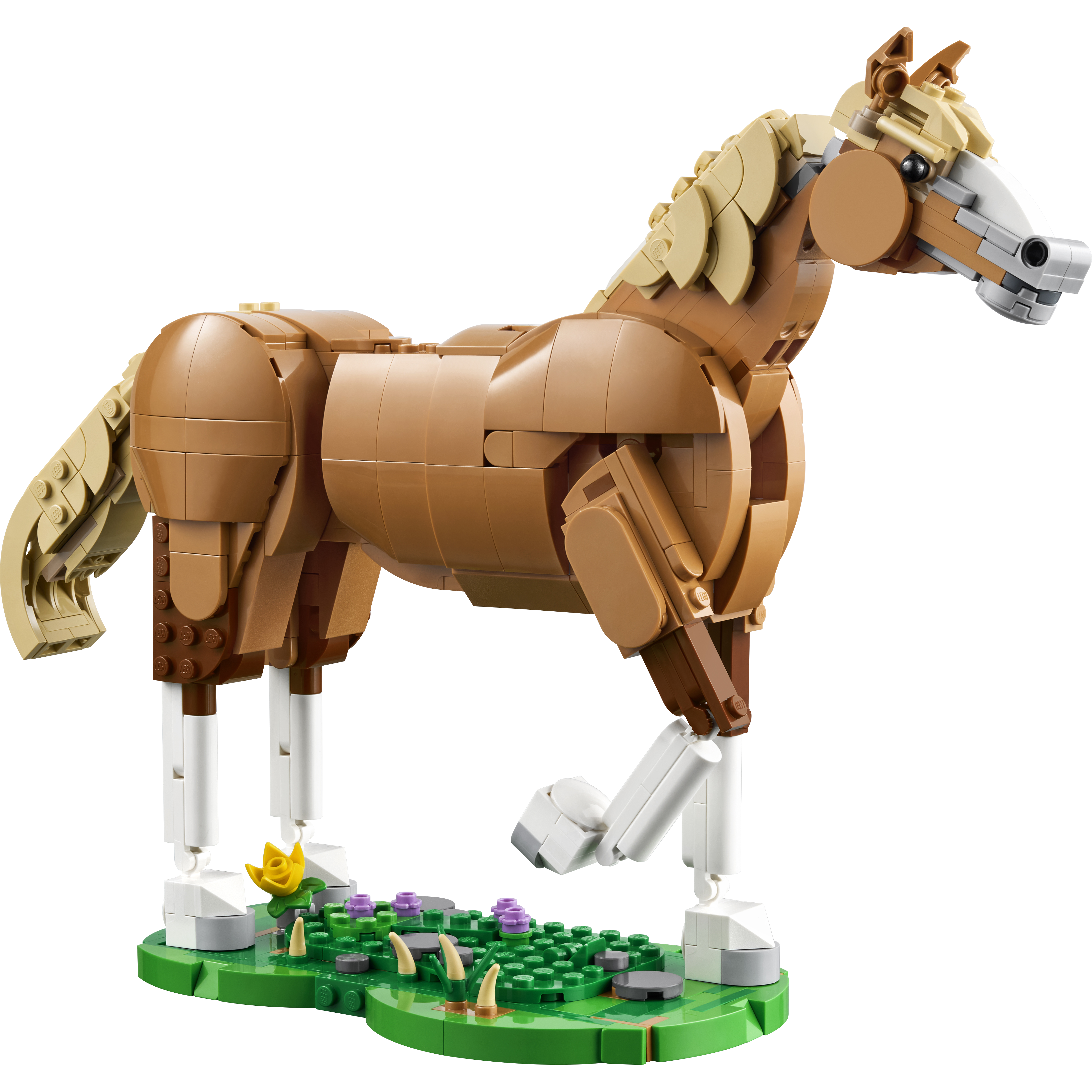 Beautiful Horse